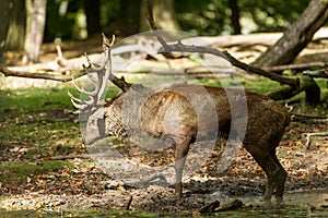 Red deer in the forest