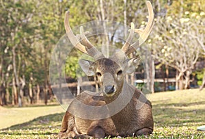 Red deer on a forest marge