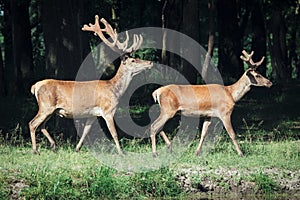 Red deer on a forest marge