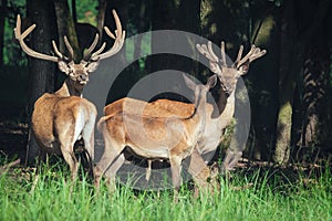 Red deer on a forest marge photo