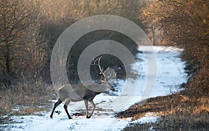 Red deer in forest on snow