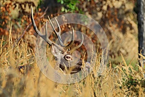 Red deer in forest trought day.