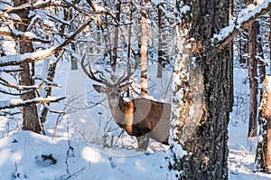 A red deer in the forest in winter