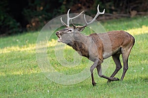 Red deer galloping fast and roaring in rutting season