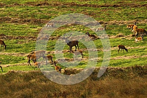 Big Herd of Red Deer during the rut