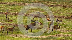 Big Herd of Red Deer during the rut