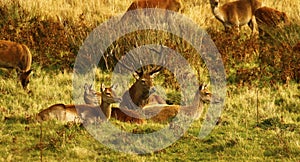 Big Herd of Red Deer during the rut