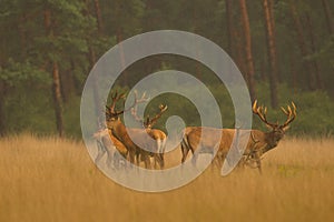 Red Deer in golden light