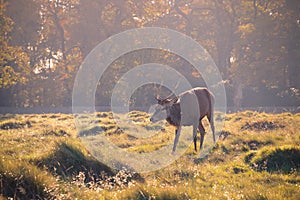 A red deer grazing in Bushy Park in London