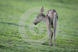 Red deer grazing on cut grassland in summer nature