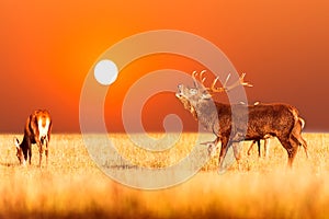 Red deer group with belling deer stag during amazing sunrise with orange sky. Autumn landscape with herd of deer. Cervus Elaphus.