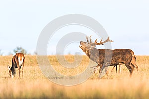 Red deer group with belling deer stag in autumn. Autumn landscape with herd of deer. Cervus Elaphus. Natural habitat.