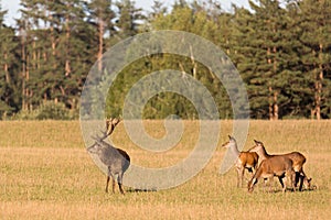 Red deer group with belling deer stag in autumn. Autumn landscape with herd of deer. Cervus Elaphus. Natural habitat.