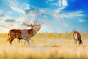 Red deer group with belling deer stag in autumn. Autumn landscape with herd of deer. Cervus Elaphus. Natural habitat