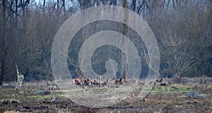 Red deer with group of hinds in forest