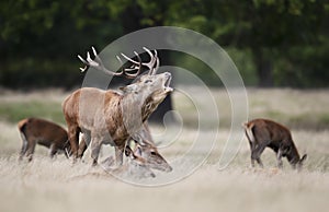 Red Deer with a group of hinds during rutting season