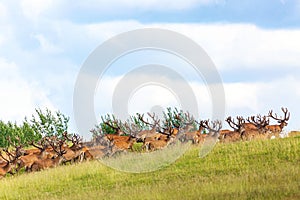 Red deer group running in summer. Summer landscape with herd of deer. Cervus Elaphus. Natural habitat