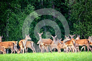 Red deer group in summer. Summer landscape with herd of deer. Cervus Elaphus. Natural habitat