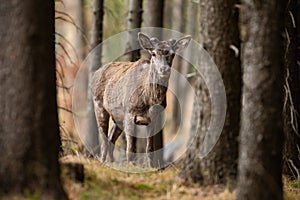 Red deer with growing antlers walking in springtme forest