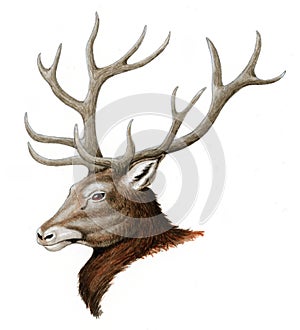 Red Deer head (Cervus elaphus)
