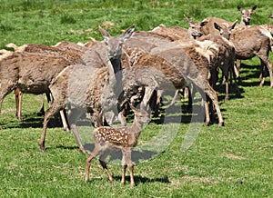 Red Deer Herd & Fawn