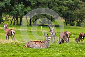 Red deer herd in natural environment on Island Arran, Scotland