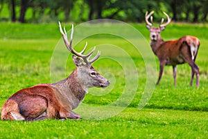 Red deer herd in natural environment on Island Arran, Scotland