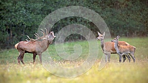 Red deer herd in rutting season with stag bellowing