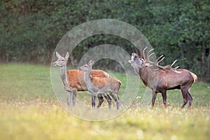 Red deer herd in rutting season with stag bellowing