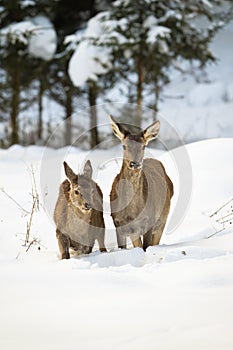 Red deer hind and calf wading through deep snow in winter