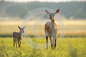 Red deer hind with calf walking at sunset.