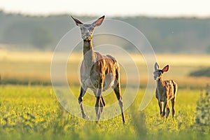 Red deer hind with calf walking at sunset.