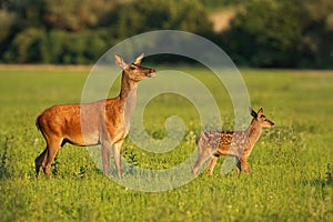 Red deer hind with calf walking at sunset.