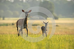 Red deer hind with calf walking at sunset.