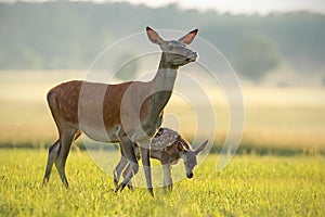 Red deer hind with calf walking at sunset.