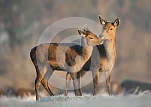 Red deer hind with a calf in winter