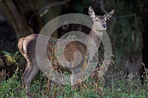 Red Deer Hind, Cervus elaphus
