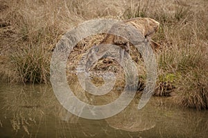 Red deer hind drinking