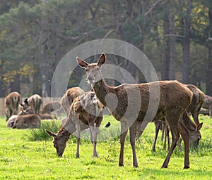 Red Deer Hind and Herd