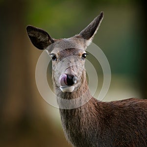 Red Deer Hind Licking Her Nose