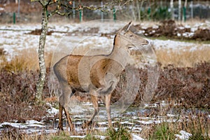 Red Deer Hind in low winter sun, Staffordshire , UK