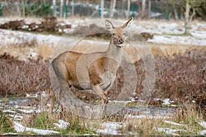 Red Deer Hind in low winter sun, Staffordshire , UK