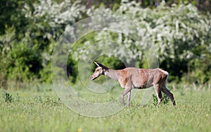 Red deer hind