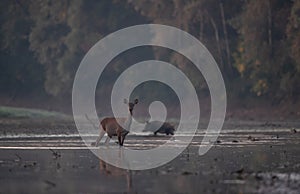 Red deer hind and wild boar on river coast in forest