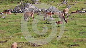 Red deer hinds, Cervus elaphus, grazing in the scottish highlands during rutting season.