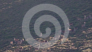 Red deer hinds, cervus elaphus, harem on a slope in cairngorms NP during rutting season.