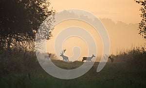 Red deer with hinds on foggy morning