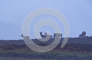 Red deer hinds in hilly heather in morning mist.