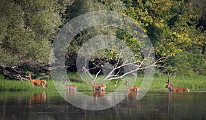 Red deer and hinds in river
