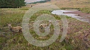 Red Deer Hinds in the Scottish Highlands